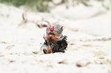 YORKSHIRE TERRIER 042